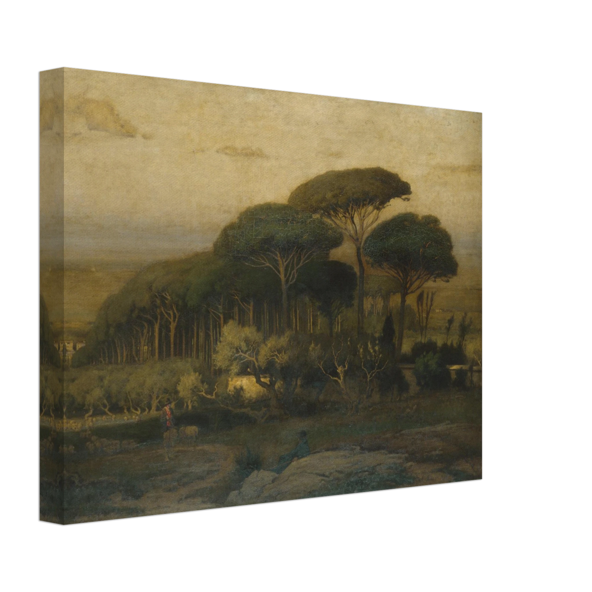 Umbrella pines rise over a quiet Italian landscape with fields and distant hills