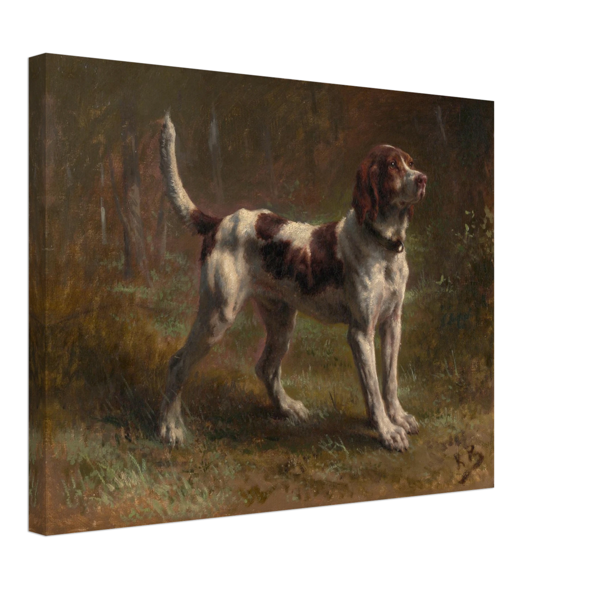 A brown-and-white hound stands alert in a dark woodland clearing.