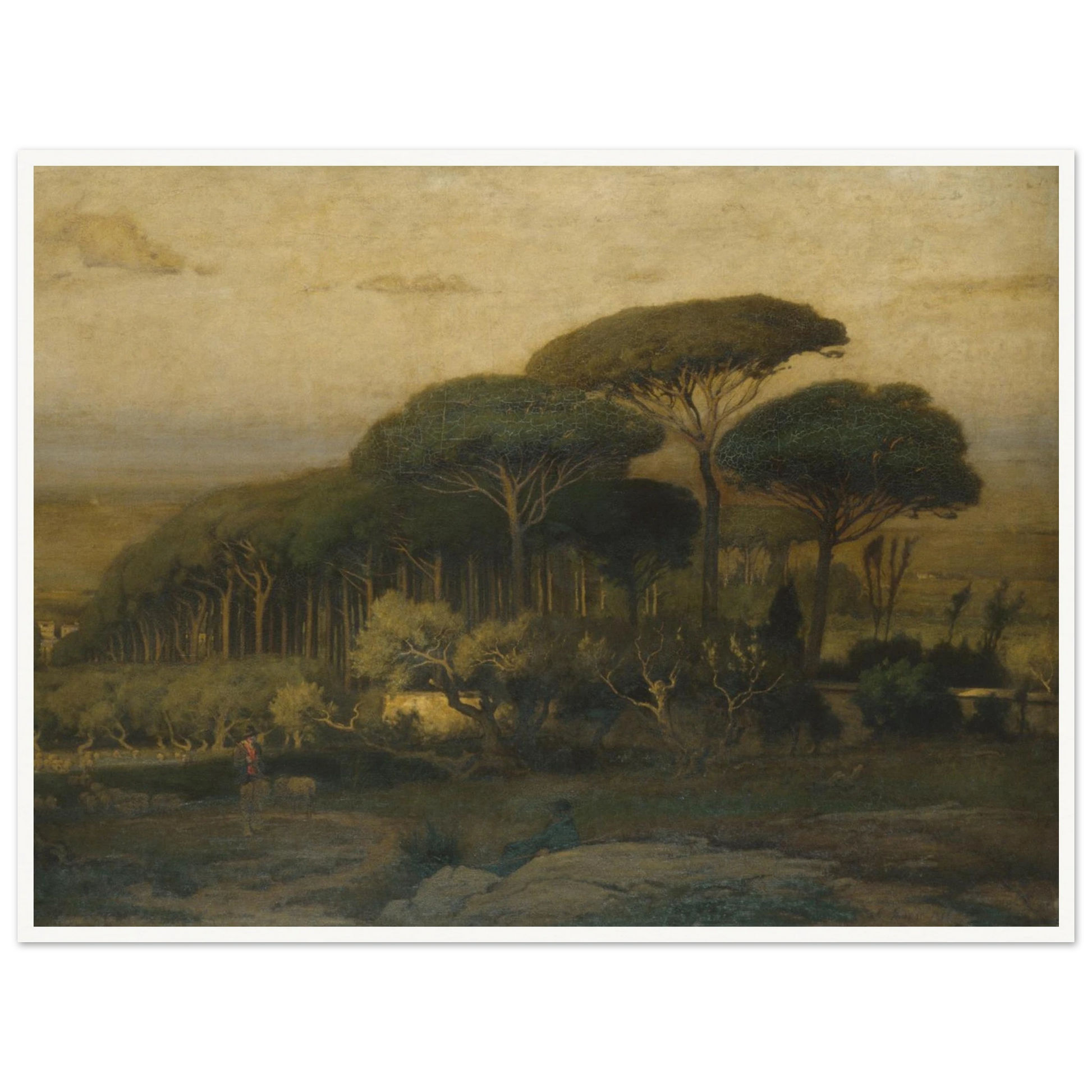 Umbrella pines rise over a quiet Italian landscape with fields and distant hills