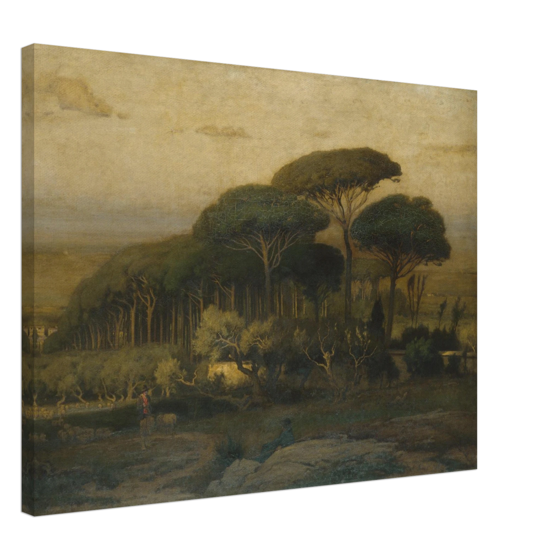 Umbrella pines rise over a quiet Italian landscape with fields and distant hills