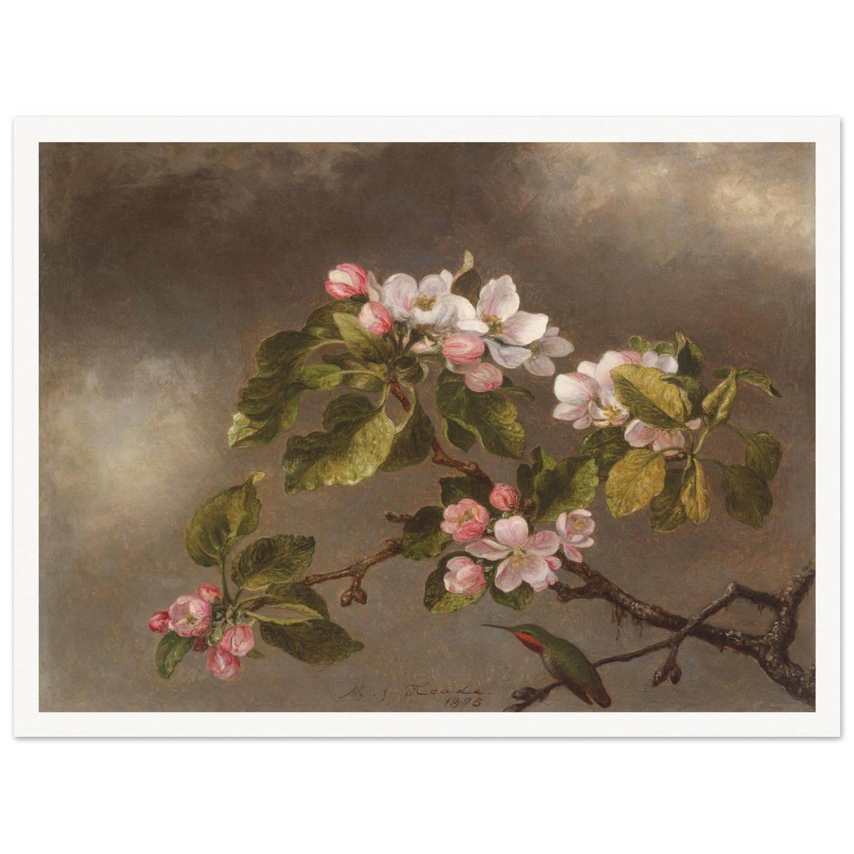 A hummingbird perches beneath pink apple blossoms against a cloudy gray-brown sky.