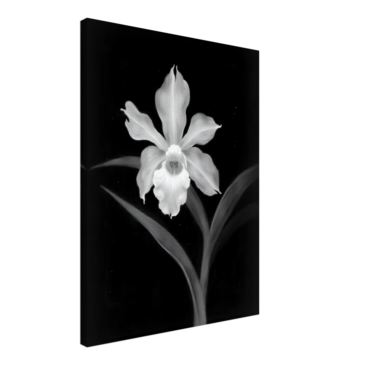 Elegant monochrome orchid blossom glowing in white against deep black background, with graceful leaves creating a dramatic botanical portrait.