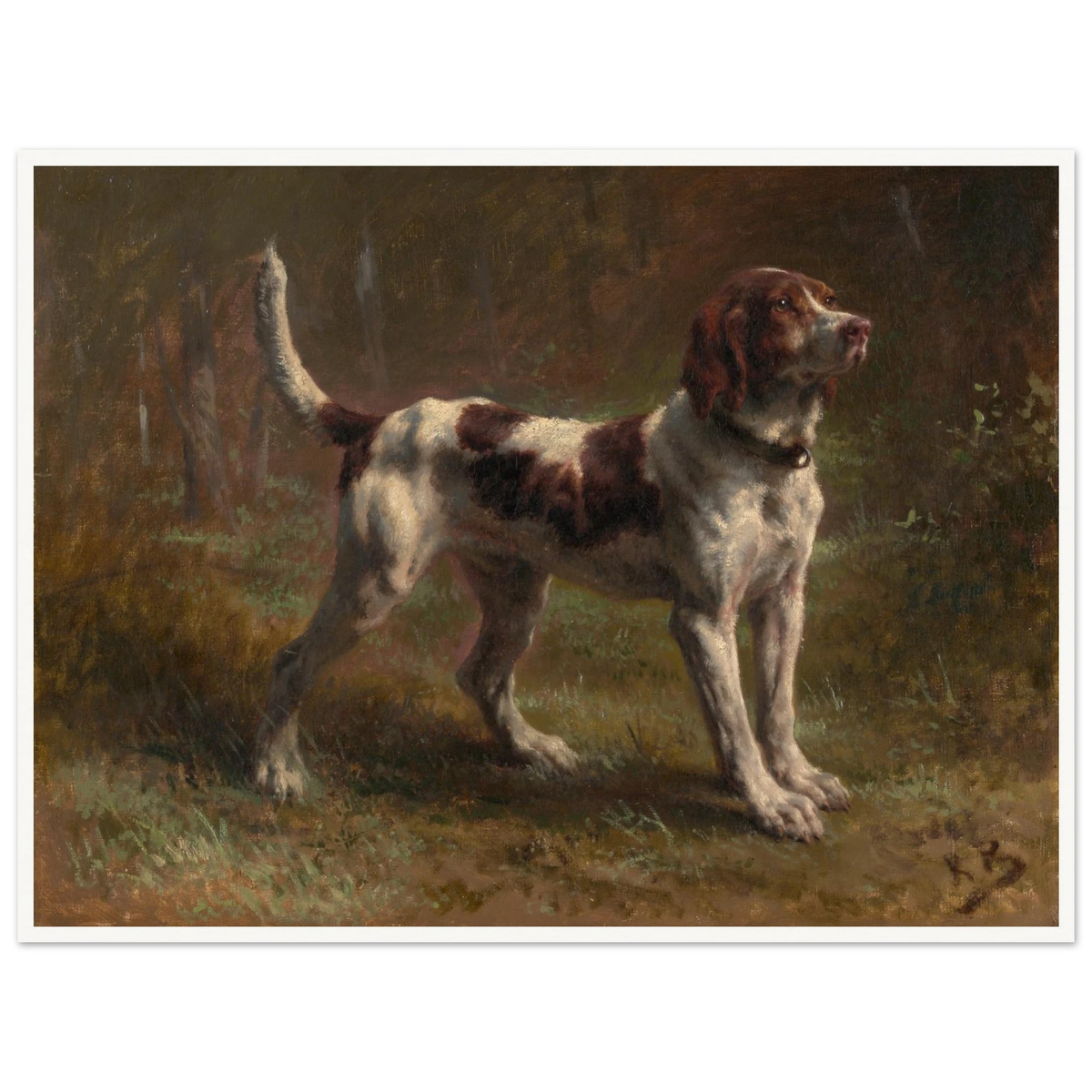 A brown-and-white hound stands alert in a dark woodland clearing.