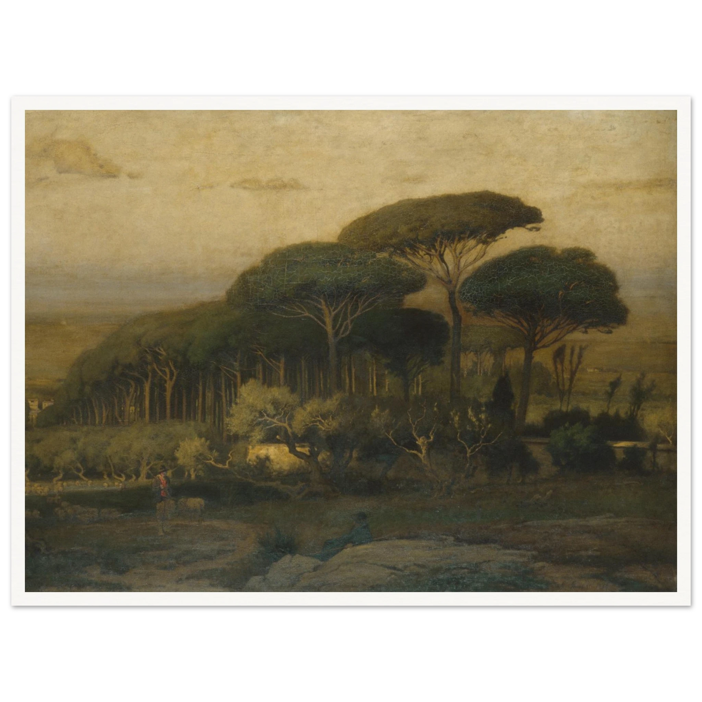 Umbrella pines rise over a quiet Italian landscape with fields and distant hills