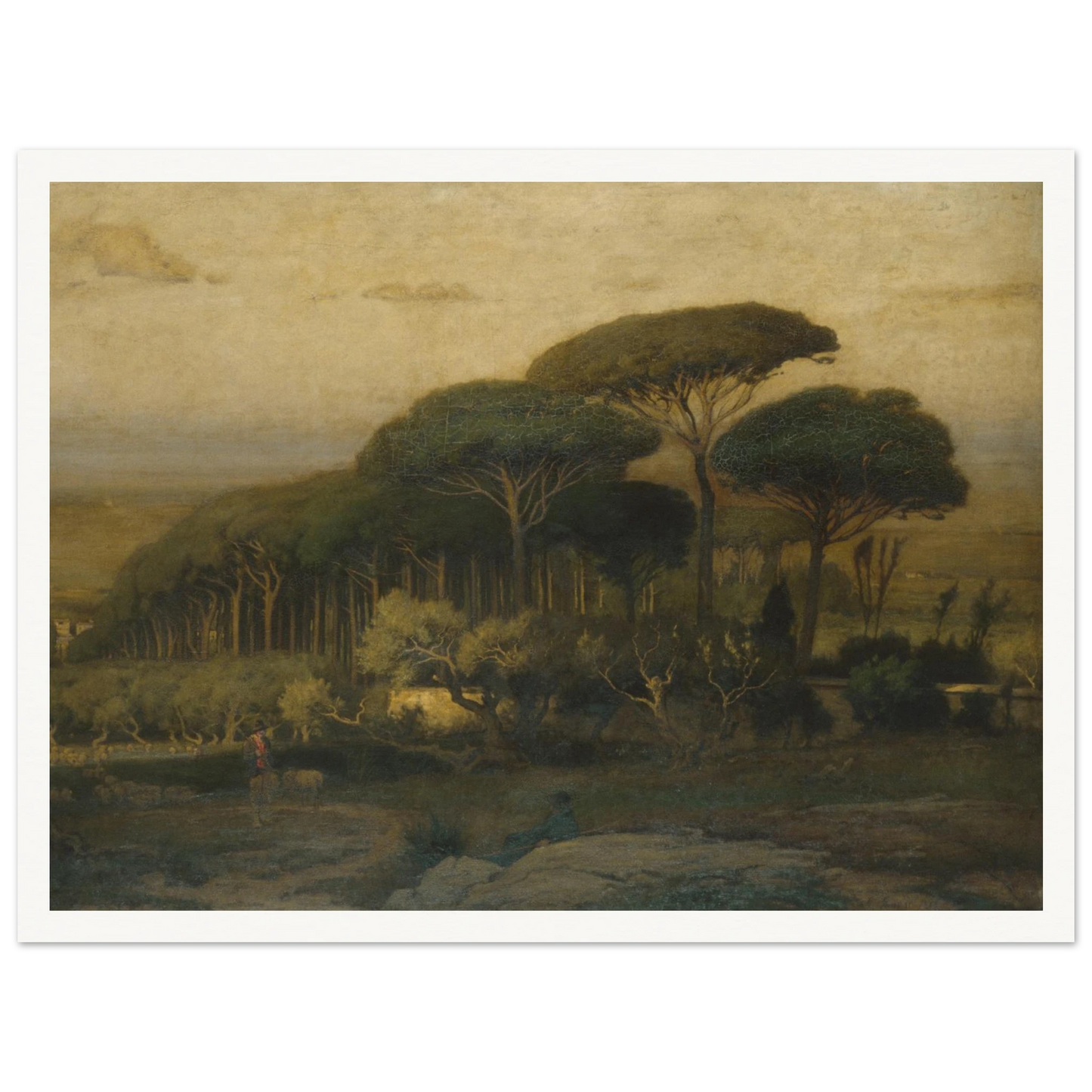 Umbrella pines rise over a quiet Italian landscape with fields and distant hills