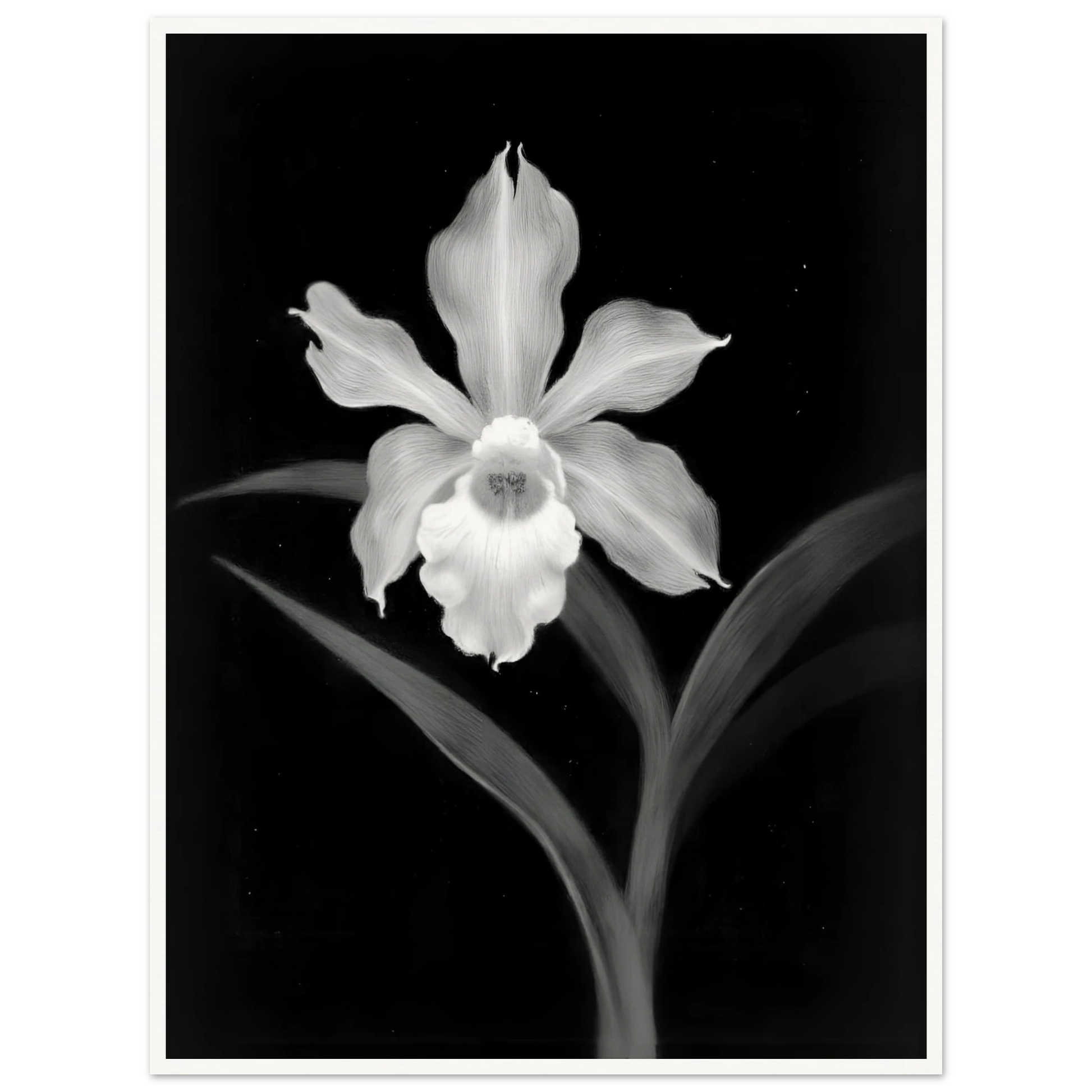 Elegant monochrome orchid blossom glowing in white against deep black background, with graceful leaves creating a dramatic botanical portrait.