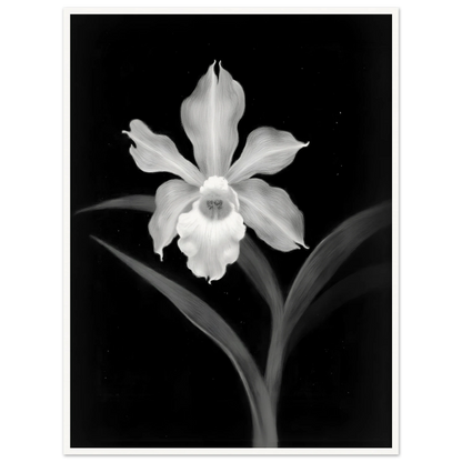 Elegant monochrome orchid blossom glowing in white against deep black background, with graceful leaves creating a dramatic botanical portrait.