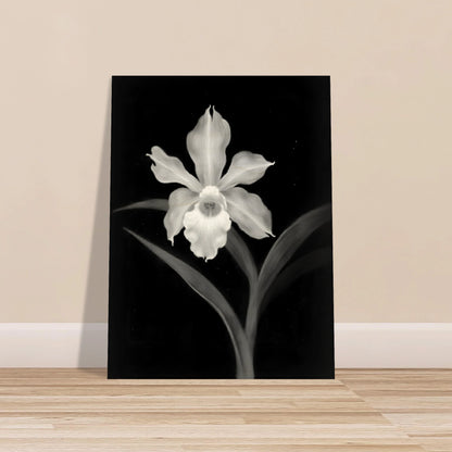 Elegant monochrome orchid blossom glowing in white against deep black background, with graceful leaves creating a dramatic botanical portrait.